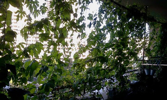 2011-07-15 06.31.26.jpg