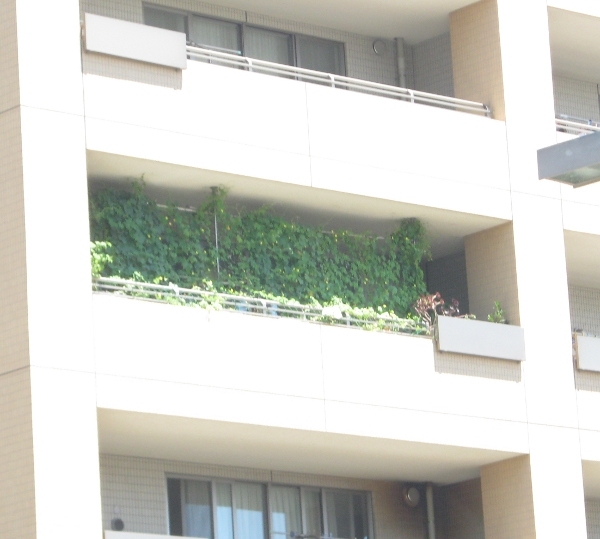 緑のカーテン外観.jpg